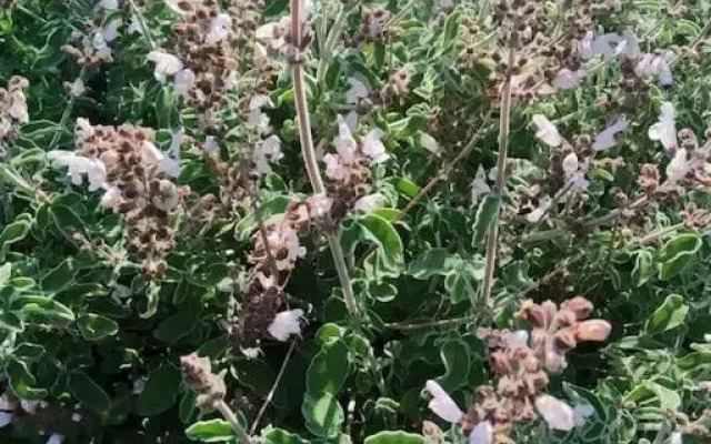 Olive Land - Γη Της Ελιας / Stone Villa.