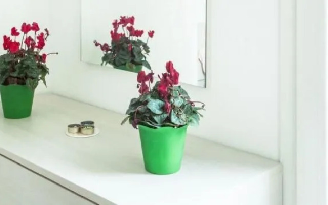 Rentopolis Città Studi