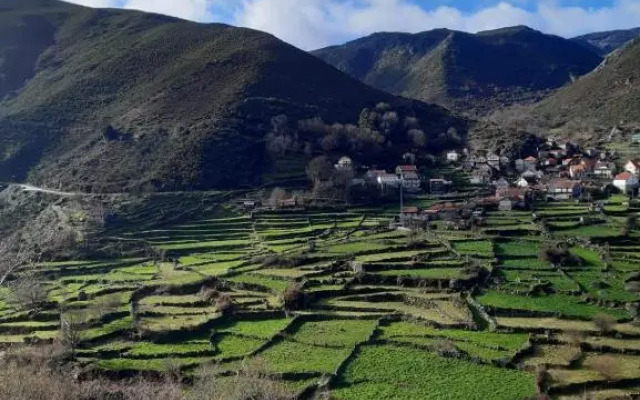 A Casa Com 2 Pereiras