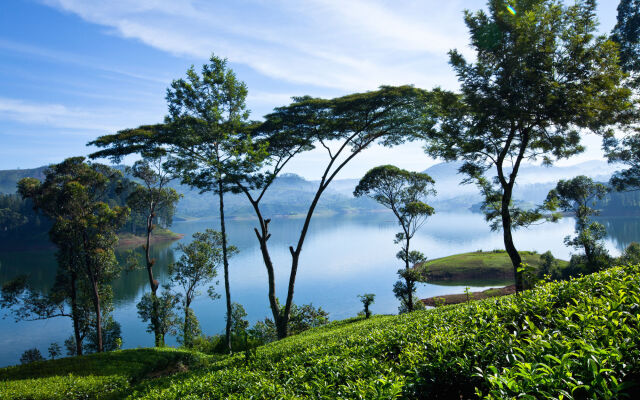 Ceylon Tea Trails