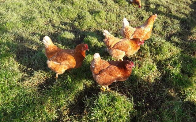 Sharlands Farm Bed and Breakfast