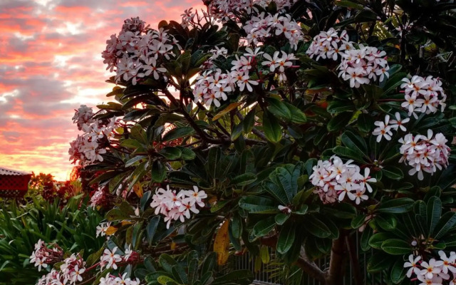 Mantra Frangipani Broome