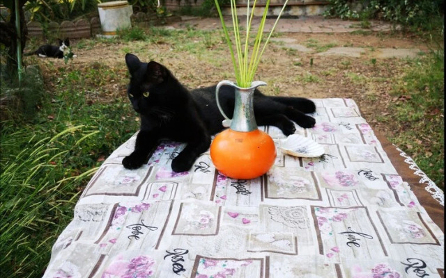 1st Private Room in the Attic With Shared Bathroom use