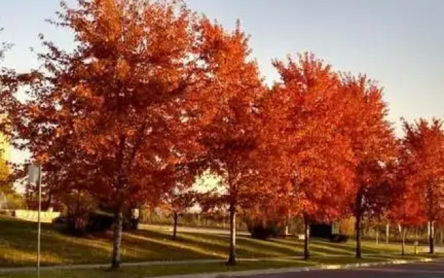 Village at York U