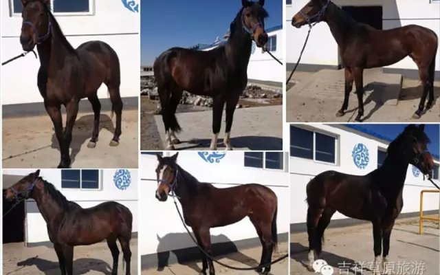 Xilingol Auspicious Horses