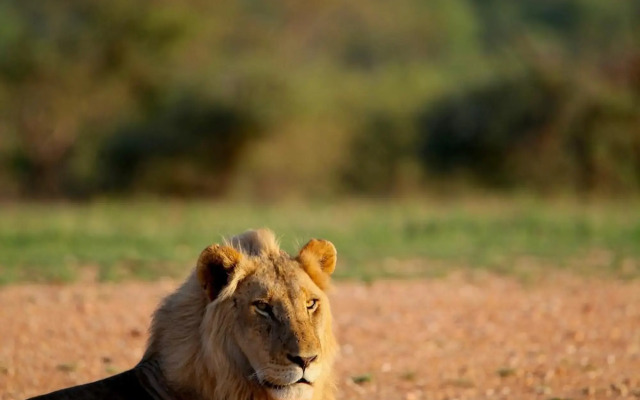 Ivory Wilderness River Rock Lodge