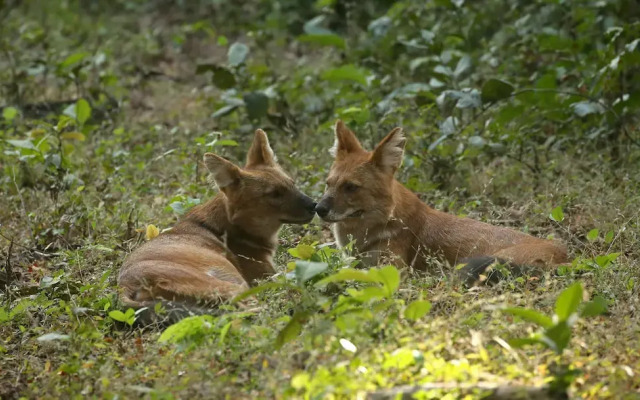 Red Earth Tadoba
