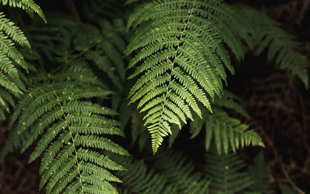 Résidence Hôtelière les Acanthes