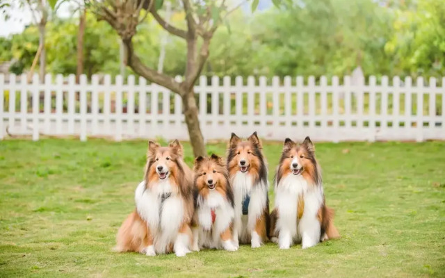 Pet Taitung Homeabout