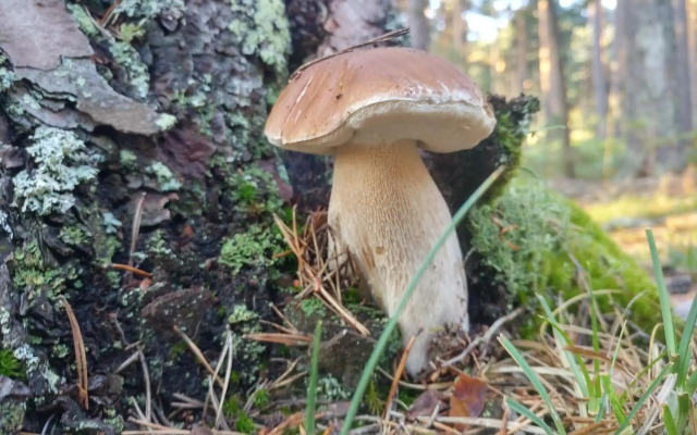 El Mirador de Molinos