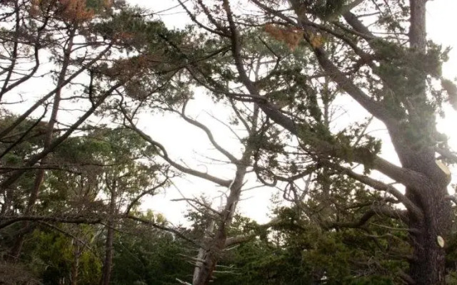 Tokai Forest Guest House