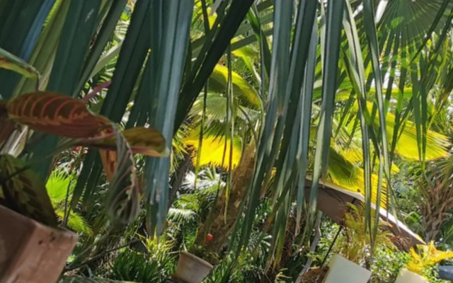 Lodge Palmae - Adults Only