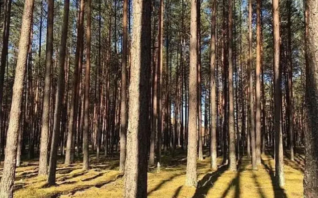 Nendrės 10