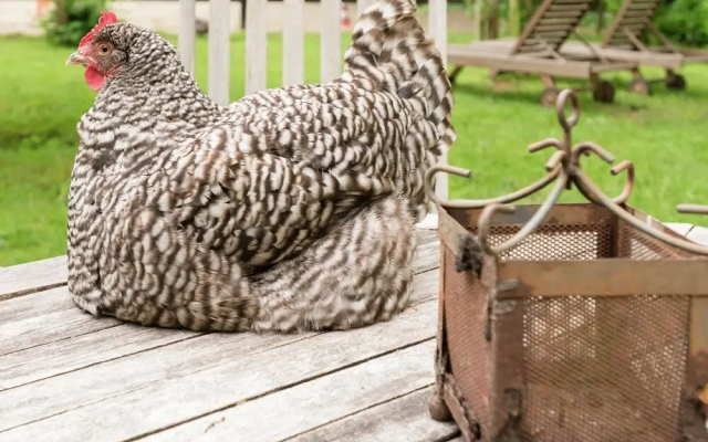 Secluded Farmhouse in Balkbrug with Hot Tub