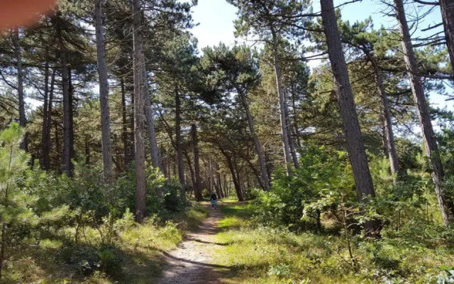 Haus Waldluft Whg. Birke