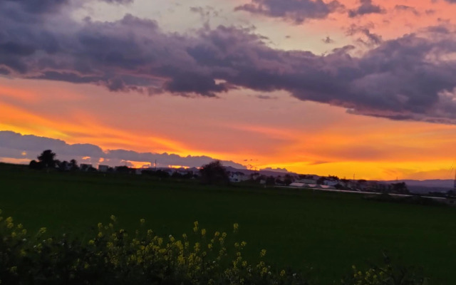 Palm garden paradise