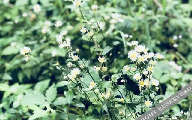 Yingwuxin Boutique Hostel Mount Mogan