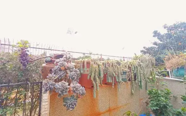 Pig Pig • Shiguang Inn