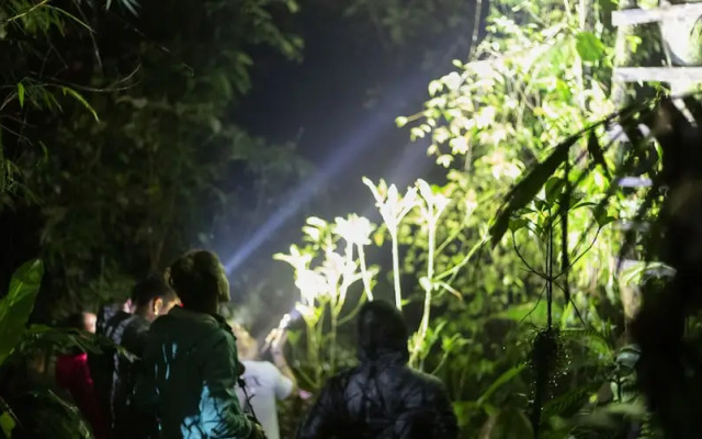 El Edén Treehouse