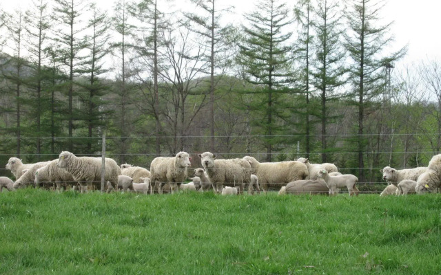 Yorkshire Farm