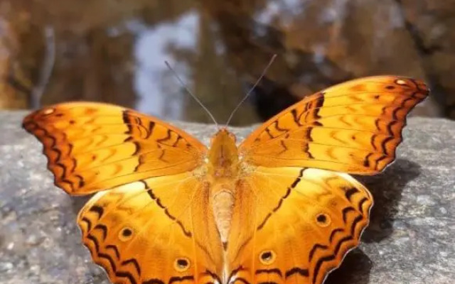 Rainforest River Edge