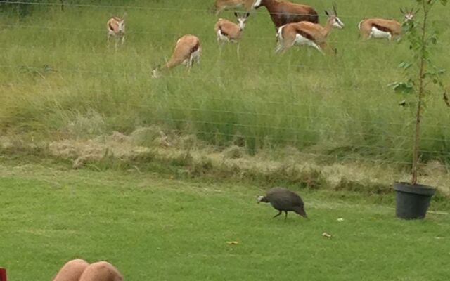 Airport Bird & Game Lodge