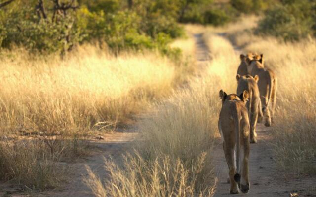 Imagine Africa Luxury Tented Camp