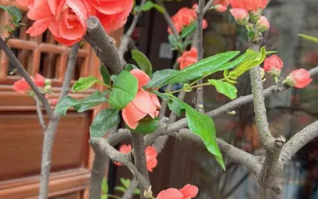 Wudang Mountain Banshan Homestay