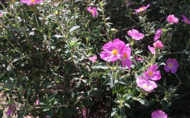 Le Mazet Des Joncs en Provence