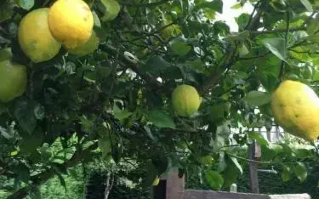 Apartamentos Ciudad de Petra