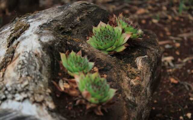 Sea View Apartment Orhideja, Sleeps 4