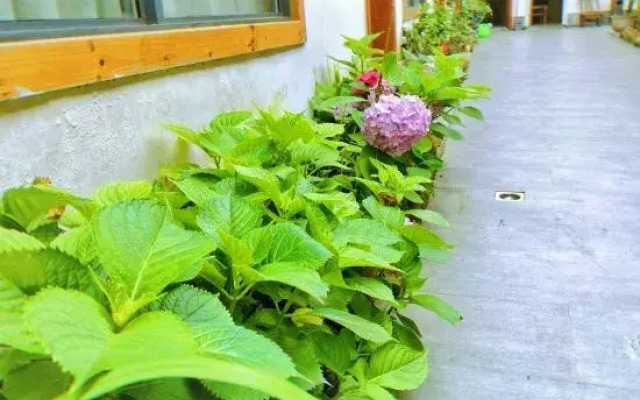 Ting Yutang Homestay