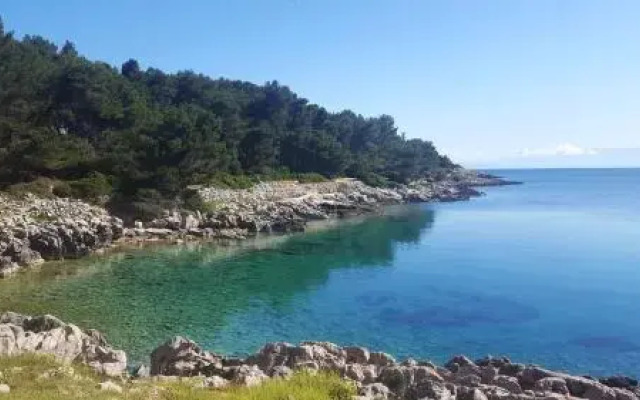 Orhideja 2