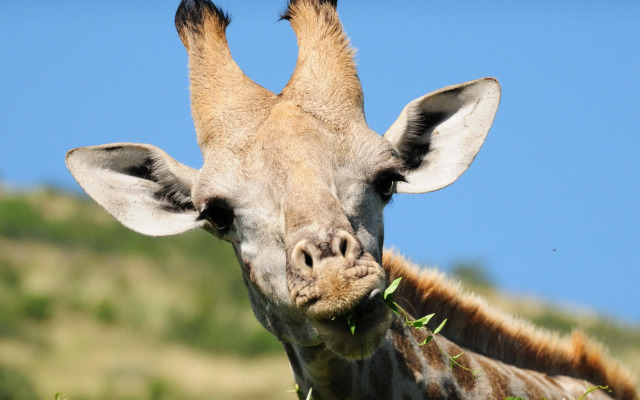 Morokolo Safari Lodge