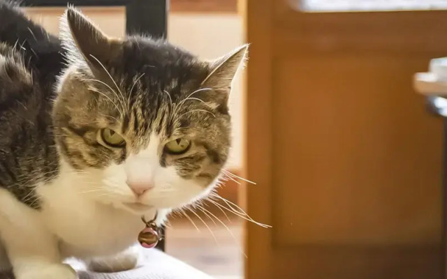 Guest Cafe Kuchikumano