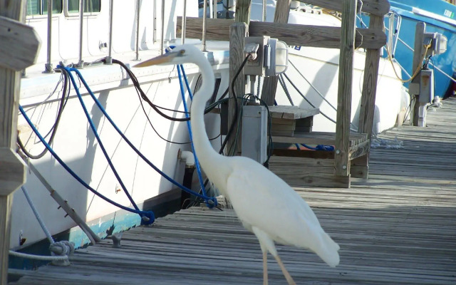 Floating Sea Cove Resort & Marina