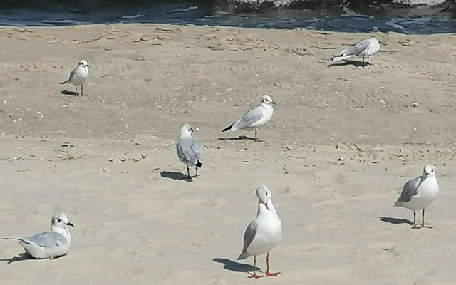 Pension Haus Anneliese