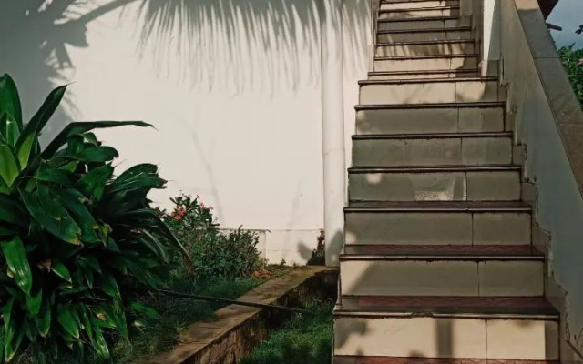 Palm Tree Heritage