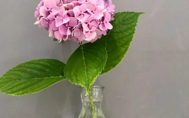 SMART GuestHouse