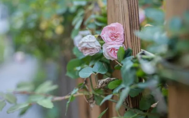 Xihu 78 Lagerstroemia boutique hotel