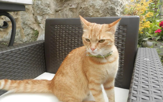 Residenza di Paese Castello del Poggio