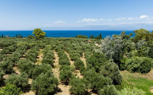The Olive yard house in Koroni
