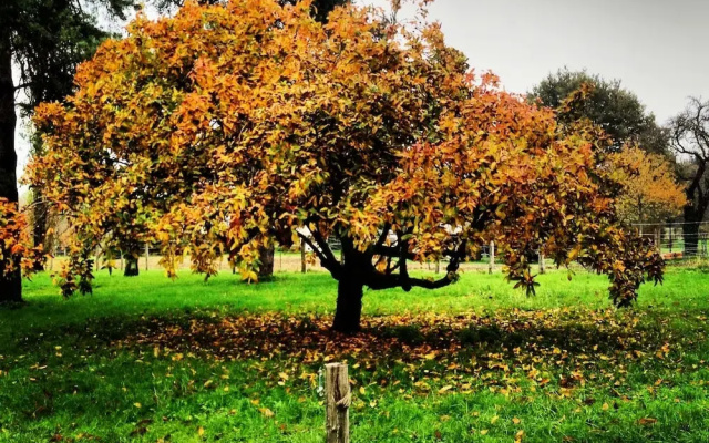 Au coq des bois