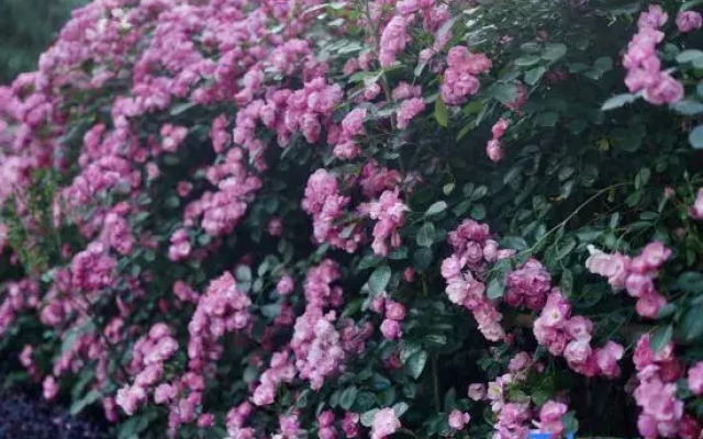 Yingwuxin Boutique Hostel Mount Mogan