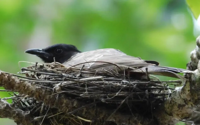 Yala Avian Eye Safari