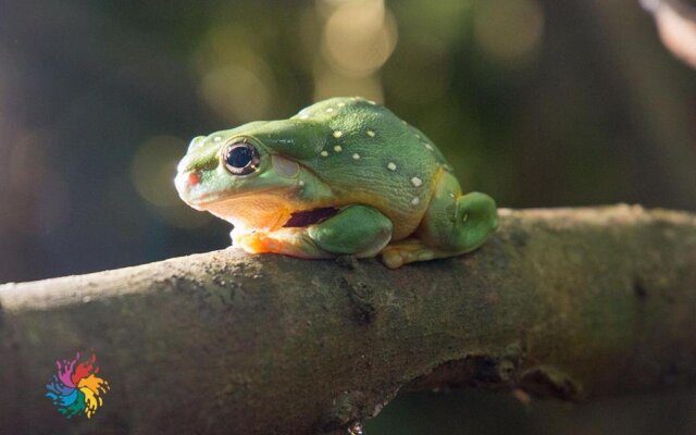 Maleny Wildlife Holiday House