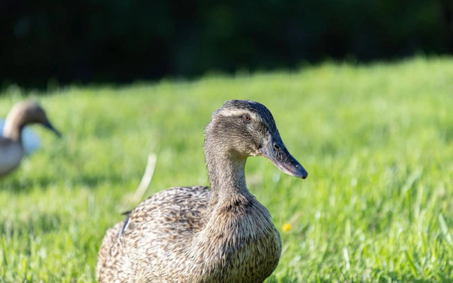 The Clover Lodge, Red Lake Farm Nr Glastonbury