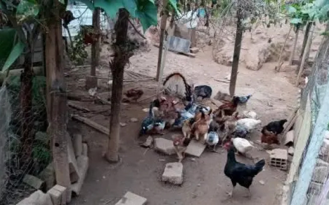 Casa em Ilhabela - Chalé I Canário