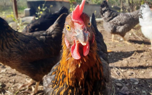 Le Nid de l'Ecureuil