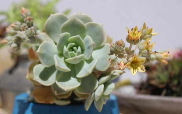 Triplex con terraza única a 50 mts del mar